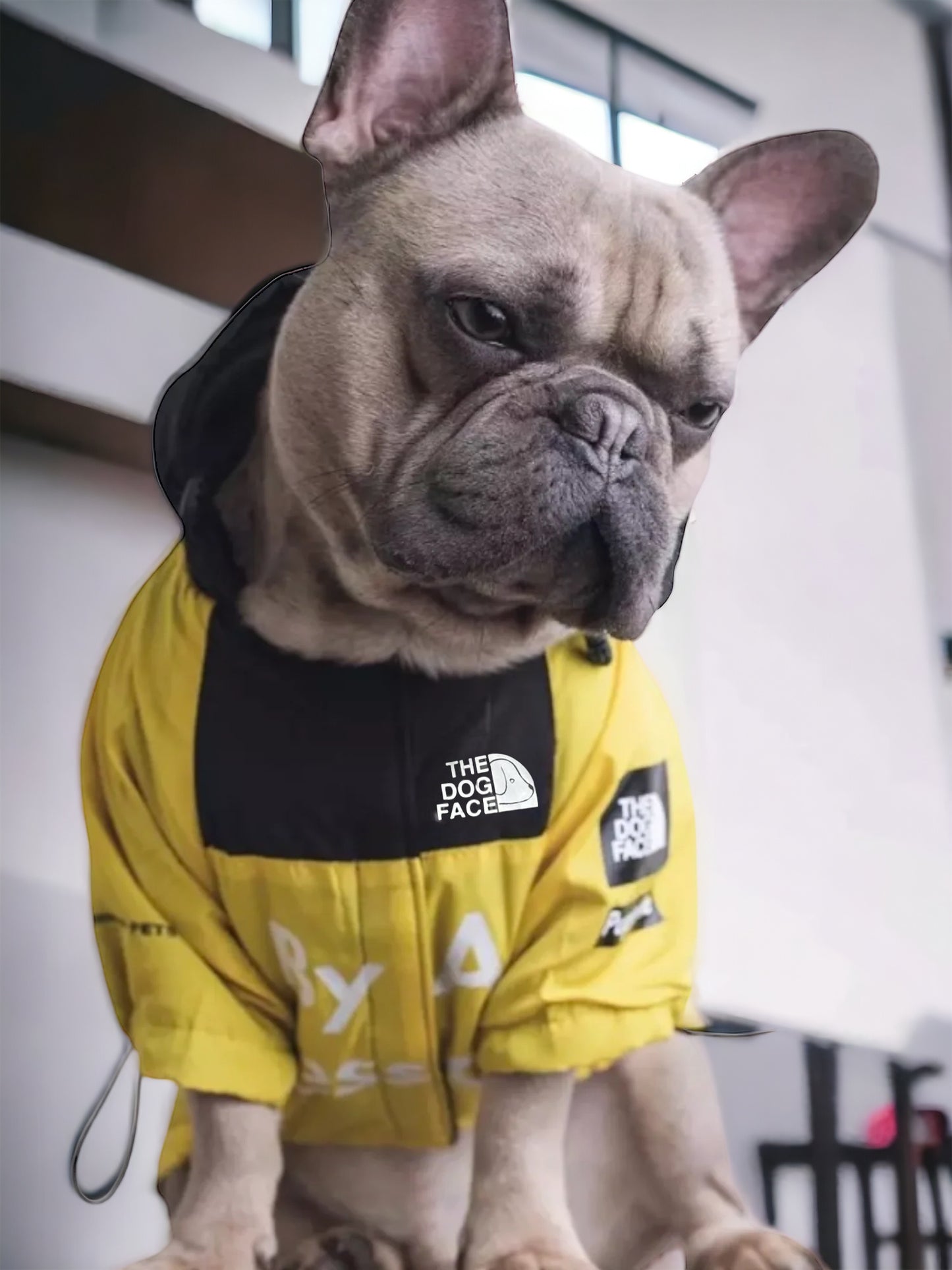 The Dog Face (Any Treats Neccessary) Jacket - Yellow